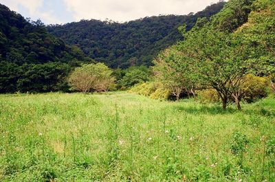 Trees on grassy field