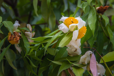 Close-up of white flowering plant