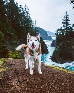 Siberian husky standing on cliff against river amidst trees in forest