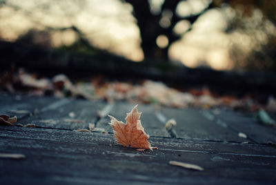 Close-up of maple leaves during autumn