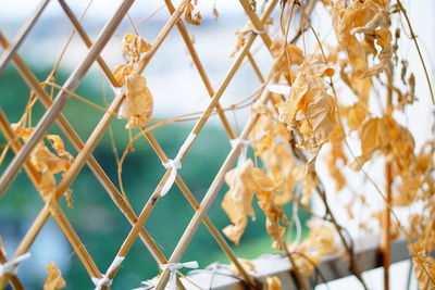 Close-up of flowering plant against fence