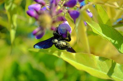 Close-up of honey bee pollinating on purple flower