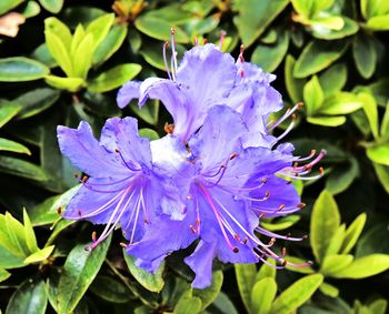 Close-up of purple flowers in water