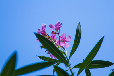 Close-up of pink flowers against clear blue sky