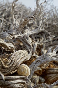 Close up of tree