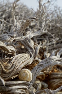 Close up of animal shell on dried plant