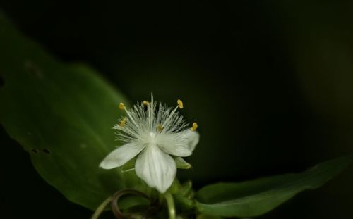 Close-up of white flowers