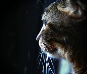 Close-up of a cat looking away