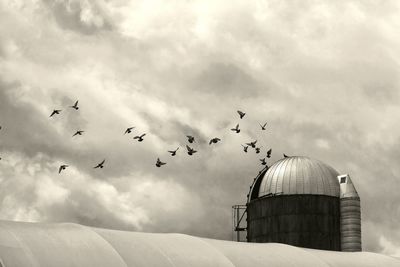 Low angle view of pigeons flying over silo