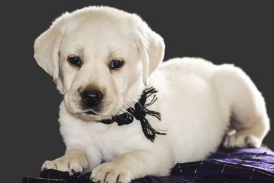 Close-up portrait of puppy