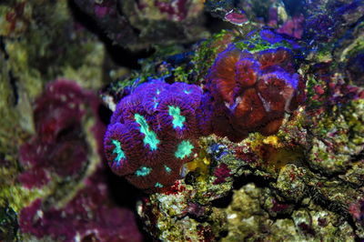 Close-up of coral in sea