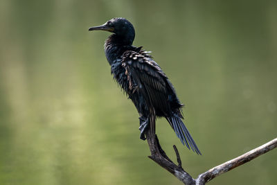 Close-up of bird perching on a branch