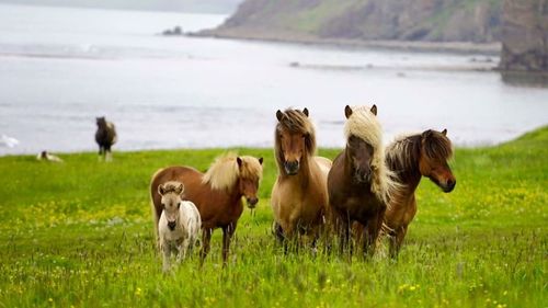 Cows grazing on grassy field