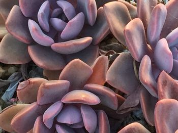 Full frame shot of leaves