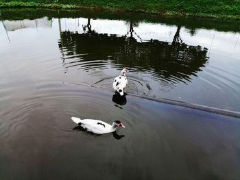 High angle view of swans swimming in lake