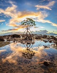 reflection