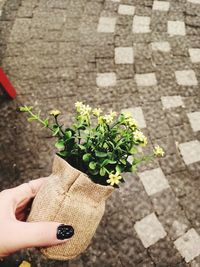 High angle view of person hand holding flowering plant