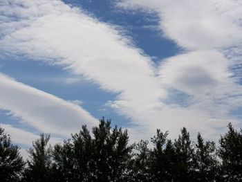 Low angle view of trees against sky