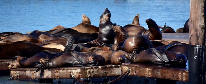 sea lion