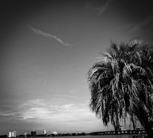 Low angle view of palm trees against sky