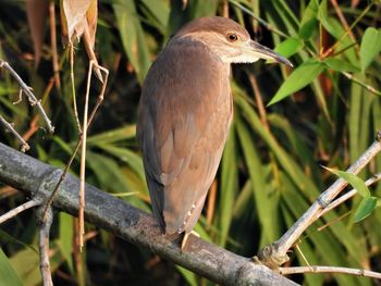 Black-crowned night-heron