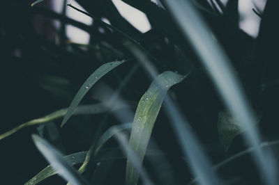 Close-up of wet leaves