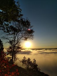 Scenic view of tree against sky during sunset