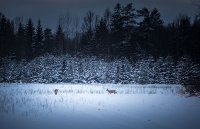 Wild roe deer feeding in the snowy field in early winter morning.