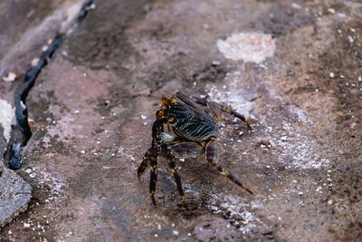 High angle view of housefly on rock