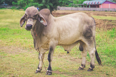 Portrait of horse standing on field