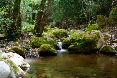 Scenic view of waterfall in forest