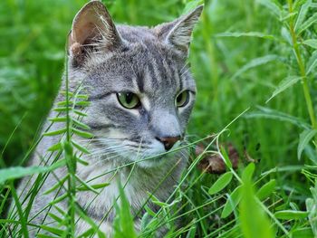 Cat in the field