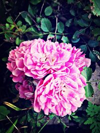 Close-up of pink flower