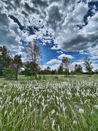 Scenic view of grassy field against sky