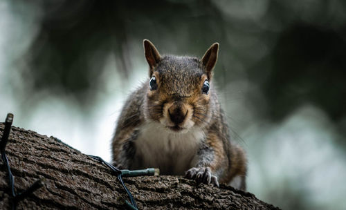 Portrait of squirrel