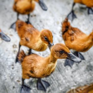 High angle view of ducklings