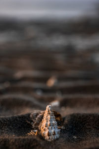 Close-up of wood on beach