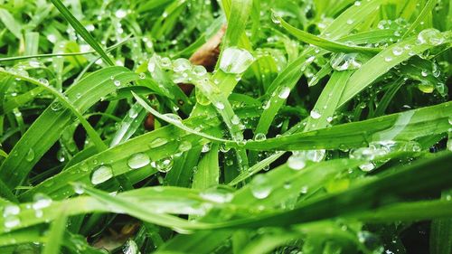 Dew drops on leaves