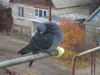 Close-up of bird perching outdoors