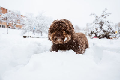Portrait of dog on snow covered field during winter
