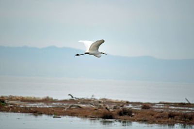 Bird flying over lake