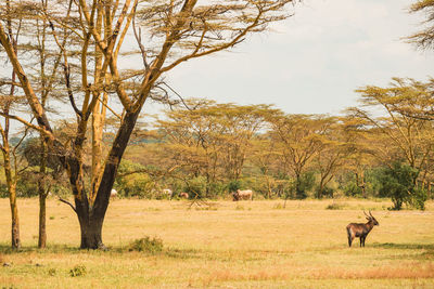 A waterbuck and buffaloes grazing in the wild at soysambu conservancy in naivasha, kenya