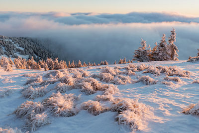 Scenic view of snow covered trees against sky during sunset