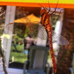 Close-up of insect