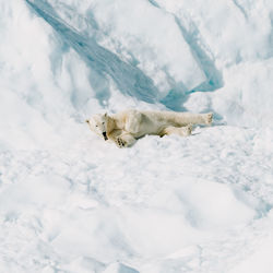 Dog on snow covered field