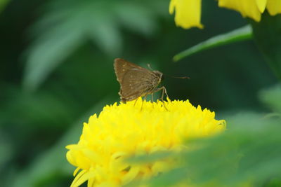 Close-up of butterfly pollinating on yellow flower