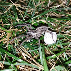 Close-up of snake on grass