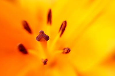 Detail shot of yellow flower in bloom