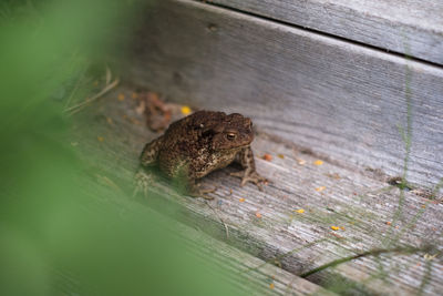 Green wild frog lost in town.