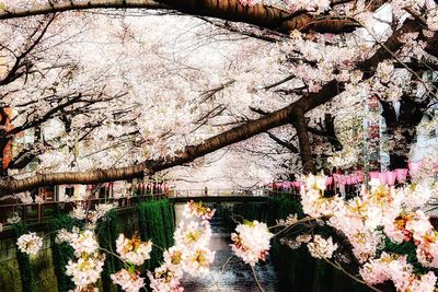 Low angle view of flowers on tree